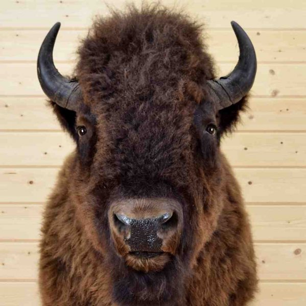 buffalo bison.jpg