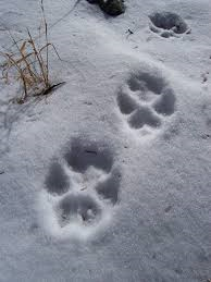 cat tracks.png
