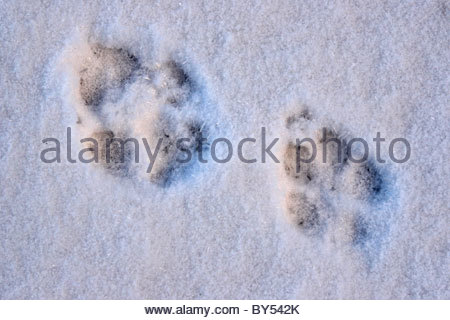 a-pair-of-coyote-tracks-in-the-snow-by542k.jpg