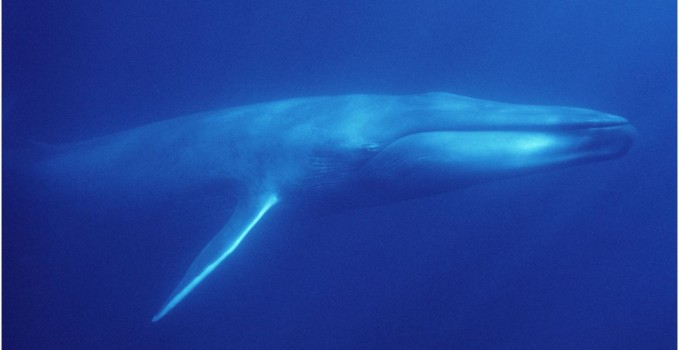 here's a whale.jpg