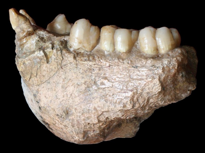 gigantopithecus-mandible.jpg