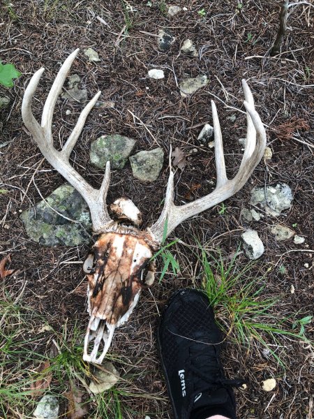 Deer Kill 44A.jpg