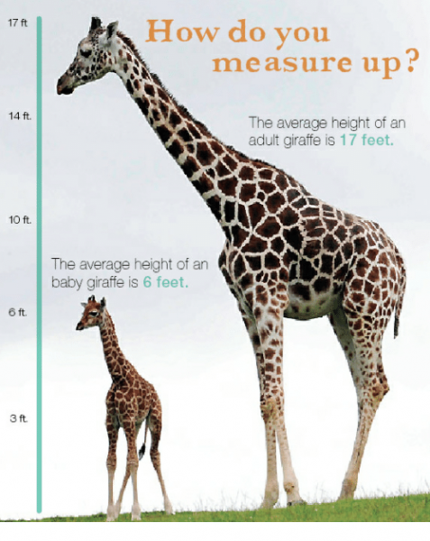 17-ft-how-do-you-measure-up-14-ft-the-29654347.png