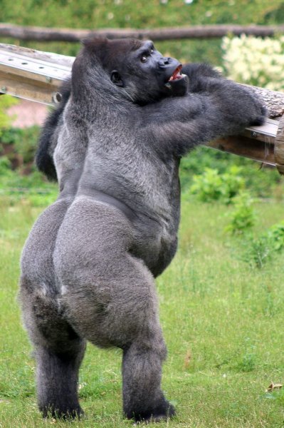 0_CATERS_GORILLA_POSES_FOR_THE_CAMERA_01-680x1024.jpg