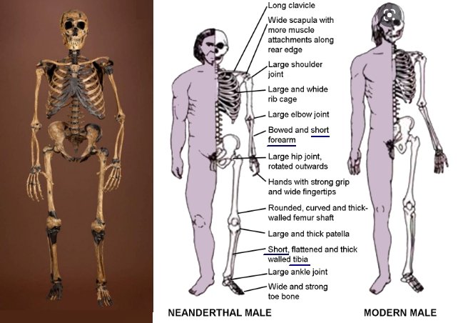 Neandertal-Human-Comparison1C.jpg