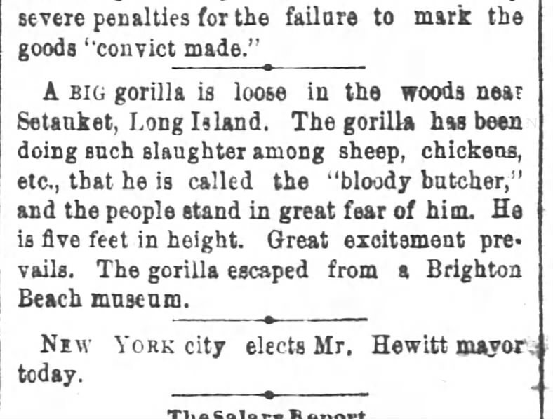 1886EscapedGorilla2(1254).jpg.eb5bb5a9c92905914a6fa7a7da376dbd.jpg