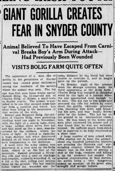 1920_Meiser_Gorilla.thumb.jpg.5d2b14e12a7c672468e17d29cf2fdc93.jpg
