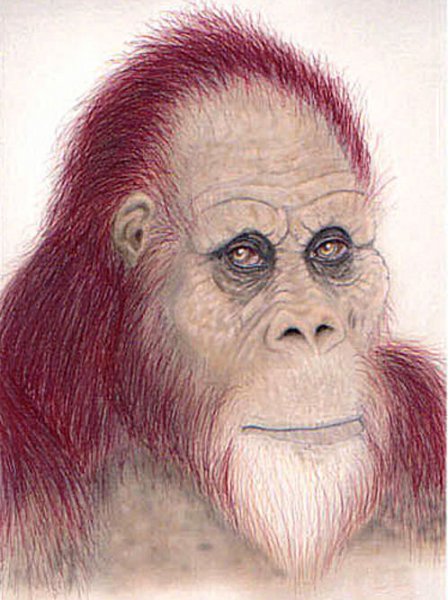 gigantopithecus-2.jpg