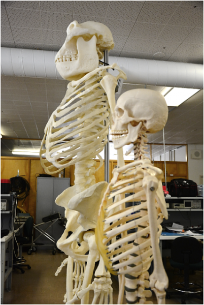 Sasquatch_skeleton_next_to_human_skeleton.png
